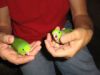 Baby_Male_parrotlets.jpg