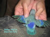 Parrotlet Male wing detail