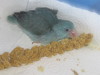 Baby Parrotlet
