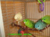 Lineolated Parakeets