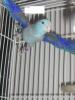 Blue Male Parrotlet in flight
