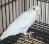 White male parrotlet