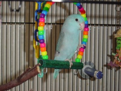 Baby Blue Parrotlet Blue Male  