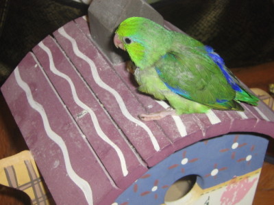 Baby Parrotlet Normal